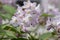 Deutzia gracilis romantic bright white flowering plant, bunch of amazing and beautiful slender flowers on shrub branches
