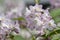 Deutzia gracilis romantic bright white flowering plant, bunch of amazing and beautiful slender flowers on shrub branches