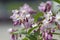 Deutzia gracilis romantic bright white flowering plant, bunch of amazing and beautiful slender flowers on shrub branches