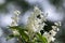 Deutzia gracilis white flowers in bloom, beautiful flowering ornamental shrub