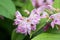 Deutzia hybrida `Strawberry Fields` plant blooming in June.