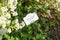 Deutzia lemoinei plant with identification label