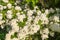 Deutzia lemoinei plant. Many small white flowers on a bush in spring park