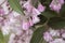 Deutzia pink flower blooming, Spring time.Natural background