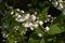 Deutzia scabra