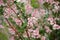 Deutzia Scabra Flowers on Shrub