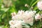 Deutzia scabra white flowers