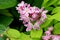 Deutzia `Yuki Cherry Blossom`