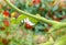 A Devastated Tomato / Tobacco Hornworm as host to parasitic braconid wasp eggs