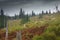 Devastated trees in the Giant Mountains