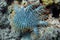 A devastating crown of thorns of starfish on a tropical coral reef