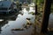 Devastation in the aftermath of Hurricane Ian flooded homes, fallen trees