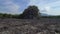 Devastation of mangrove forest on langkawi. Perfect aerial top view flight drone