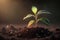 Developing plant, Young plant with a ground backdrop and dawn light