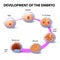 Development of the human embryo