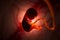 The development of a human embryo inside the womb during pregnancy. Little baby 3d illustration.