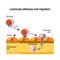 Development of leukocyte from monocyte to macrophage.