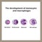 The development of monocytes and macrophages. Infographics. Vector illustration