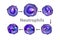 The development of neutrophils