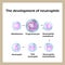 The development of neutrophils. Infographics. Vector illustration