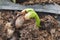 Development of a newly sprouting bean seed in soil