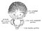 Development of Occipital Bone, vintage illustration