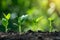 Development of seedling growth Planting seedlings