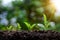 Development of seedling growth Planting seedlings young plant in the morning light on nature background