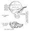 Development of Temporal Bone, vintage illustration