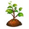 The development of the tree from seeds. Planting the garden or Park. Vector illustration.