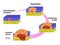 Developmental Phases of Cancer