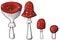 Developmental stages of redcap fly agarics. Hand-drawn poisonous mushrooms with dots on red caps and ring on grey stipe