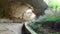 Devetashka cave with holes on the ceiling