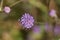 Devil bit scabious Succisa pratensis