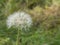 devil feather or dandelion flower