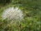 devil feather or dandelion flower