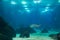 Devil Fish inside Beautiful Blue Aquarium Tank