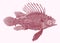 Devil lionfish pterois miles