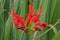 Devil Red Crocosmia Montbretia 01