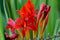 Devil Red Crocosmia Montbretia 02