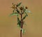 Devil`s beggarticks blooming plant with yellow flowers, Bidens frondosa