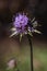 Devil`s bit or devil`s bit scabious flower