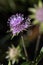 Devil`s bit or devil`s bit scabious flower