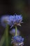 Devil`s-bit scabious, Succisa pratensis, close-up budding flowers