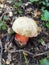 devil& x27;s bolete, Boletus satanas mushroom is growing in the forest in Moncayo, Aragon, Spain