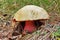 devil`s bolete fungus