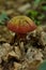 Devil`s bolete mushroom