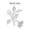 Devil s Claw Harpagophytum procumbens , or grapple plant, wood spider