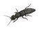 Devil`s coach-horse beetle, Ocypus olens