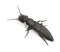 Devil`s coach-horse beetle, Ocypus olens